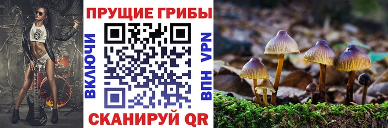 Псилоцибиновые грибы Magic Shrooms  OMG онион  Енисейск  купить наркоту 